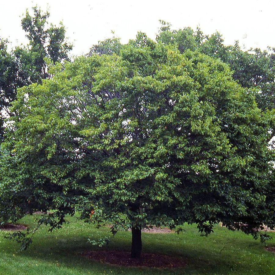 Carpinus betulus ~ European Hornbeam