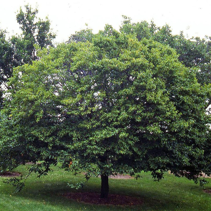 Carpinus betulus ~ European Hornbeam