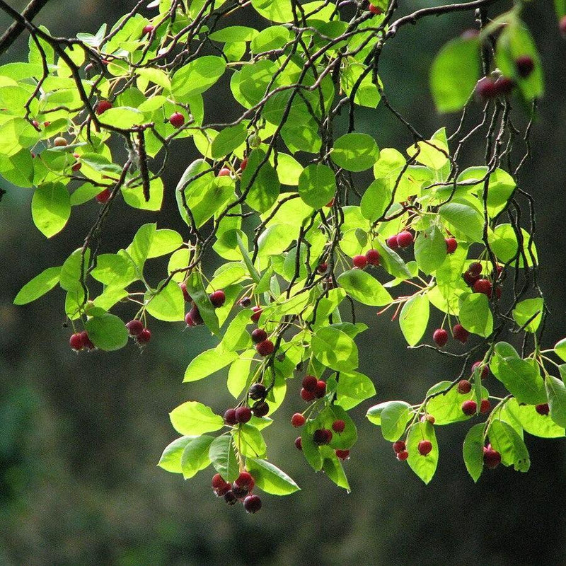 Amelanchier lamarckii ~ Juneberry