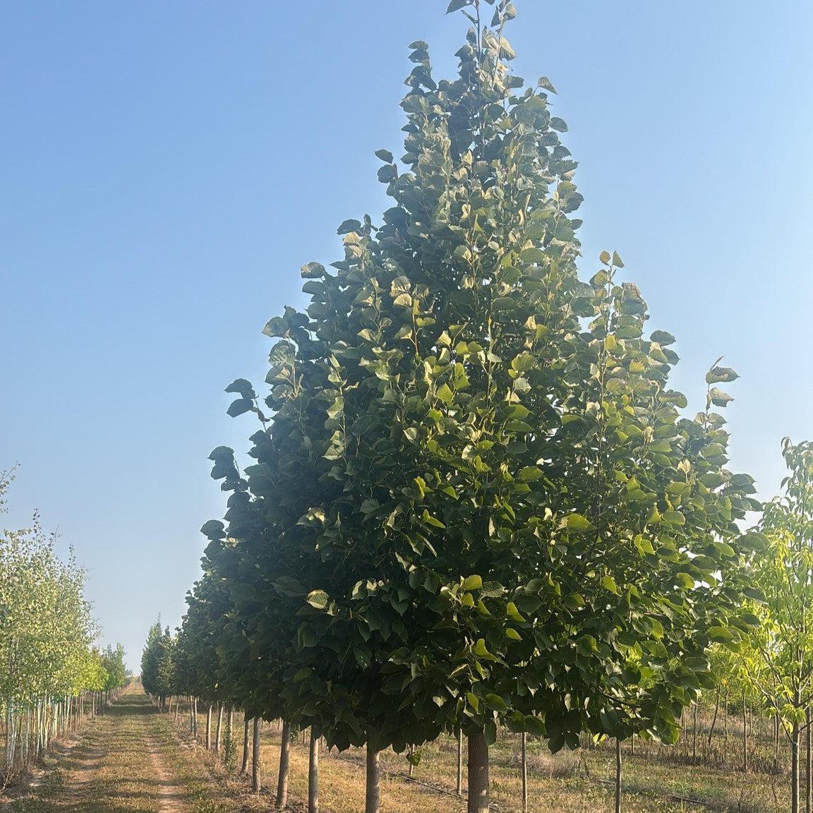 Tilia americana 'Redmond' ~ Redmond Linden