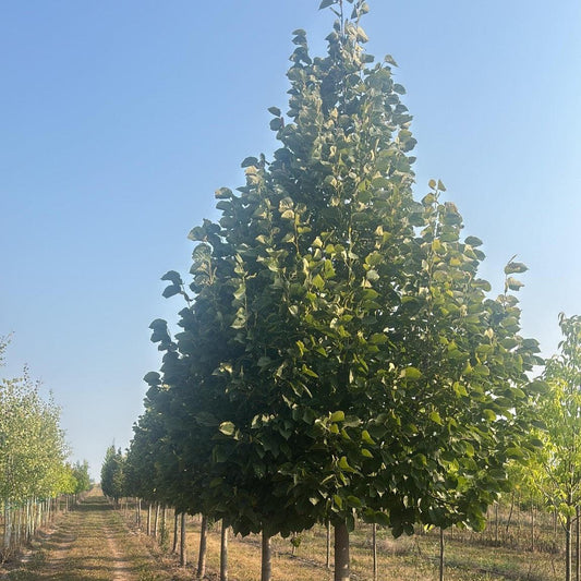 Tilia americana 'Redmond' ~ Redmond Linden