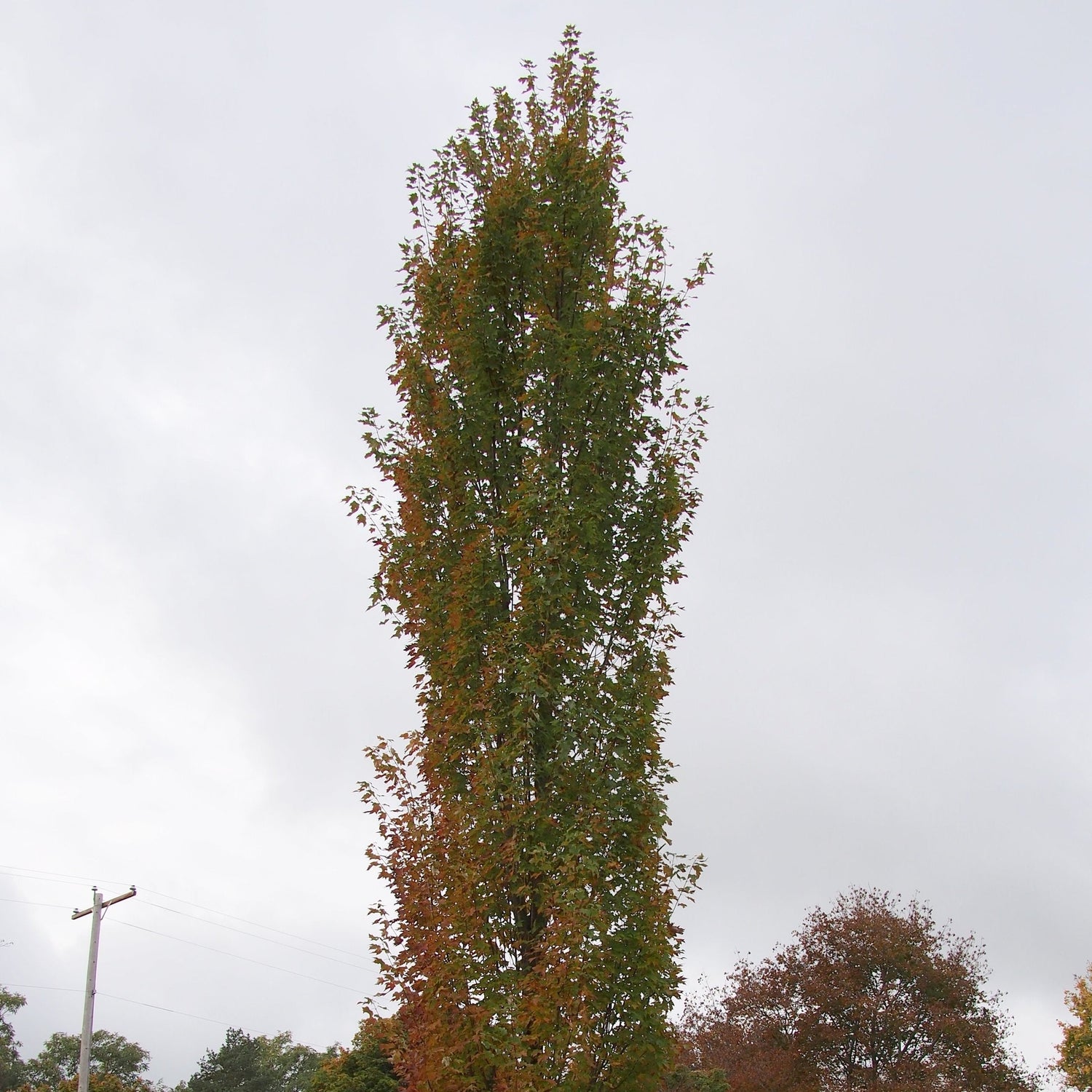 Acer rubrum 'JFS-KW78' ~ Armstrong Gold® Red Maple