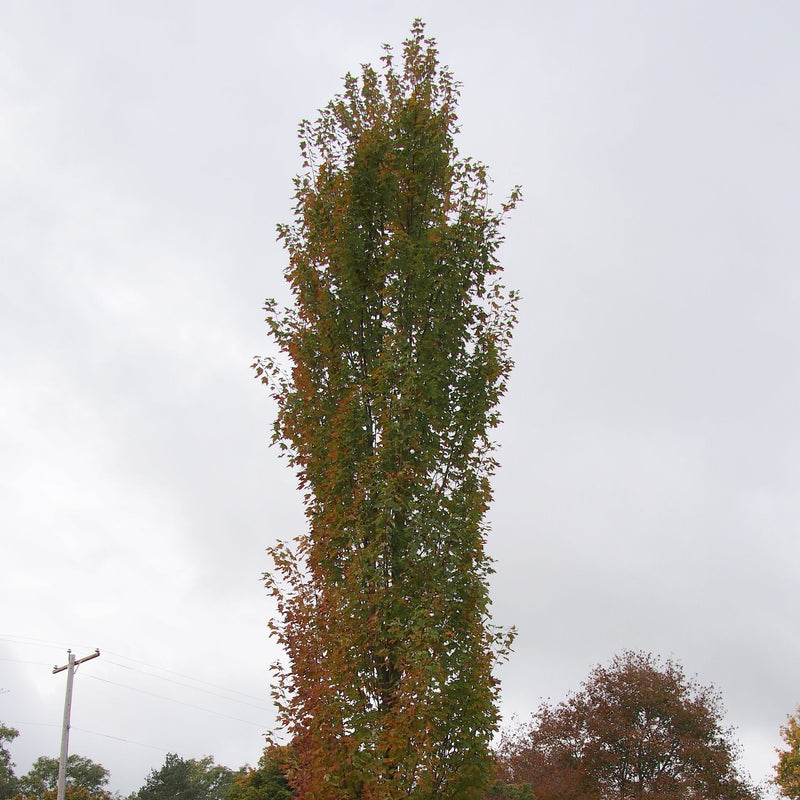 Acer rubrum 'JFS-KW78' ~ Armstrong Gold® Red Maple