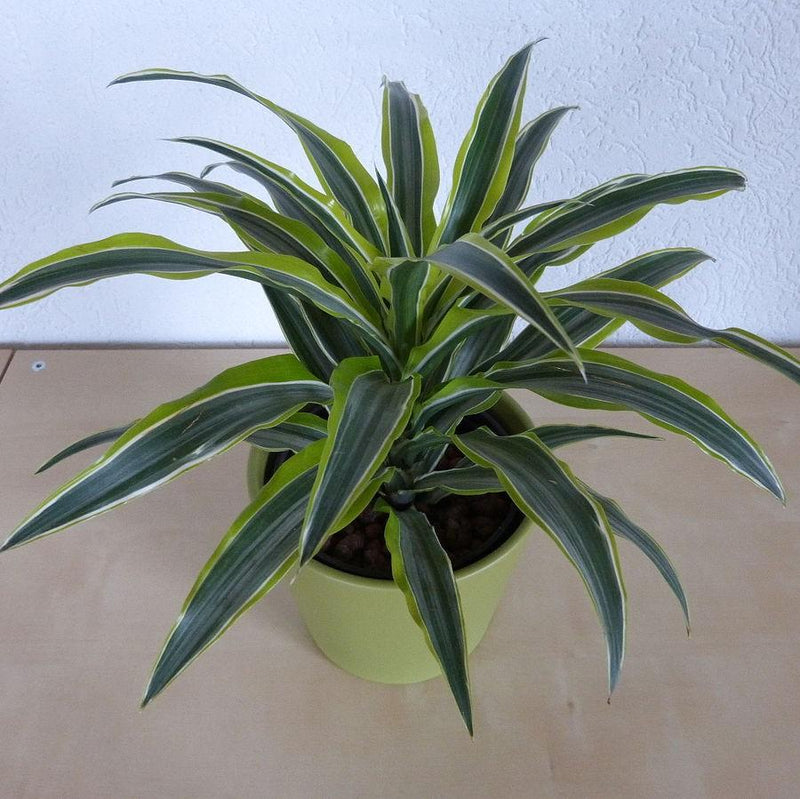 Dracaena fragrans 'Lemon Lime' ~ Lemon Lime Striped Dracaena