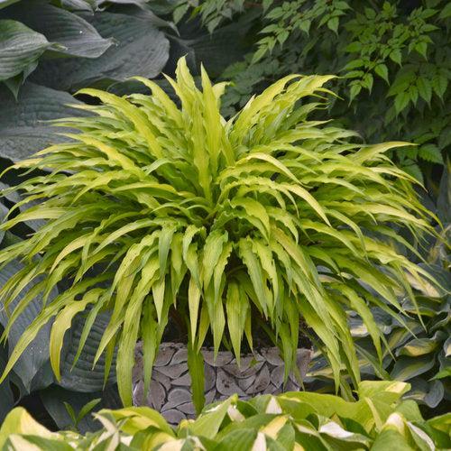 Hosta 'Curly Fries' ~ Curly Fries Hosta