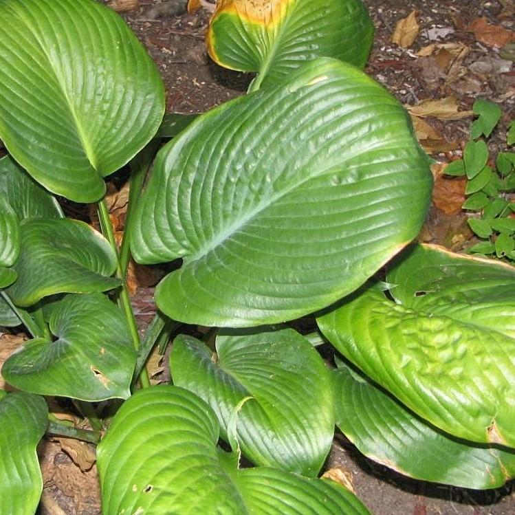 Hosta 'Blue Umbrellas' ~ Blue Umbrellas Hosta