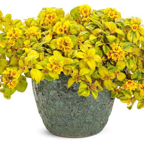 Lysimachia congestiflora 'Waikiki Sunset' ~ Waikiki Sunset Creeping Jenny