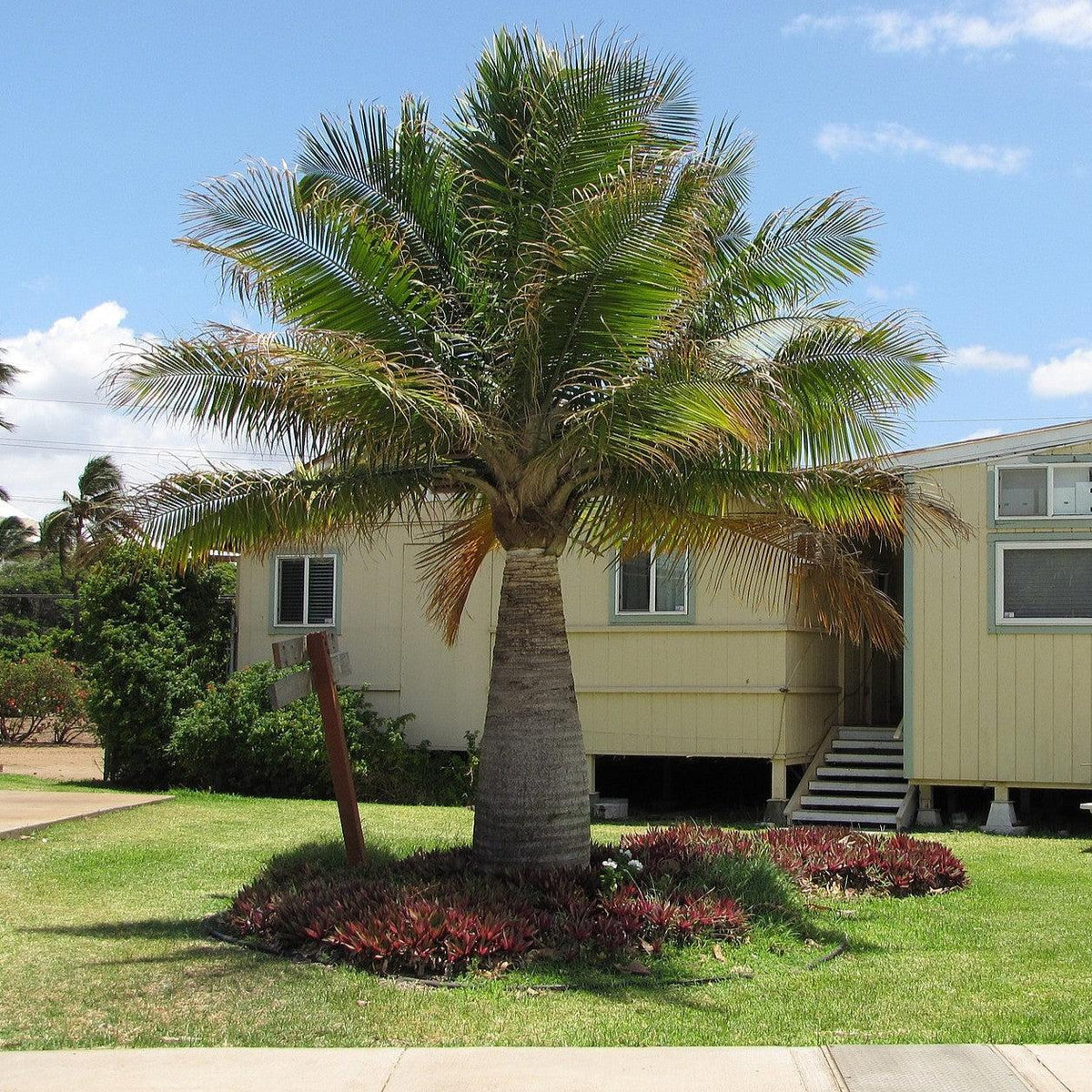 Ravenea rivularis ~ Majesty Palm