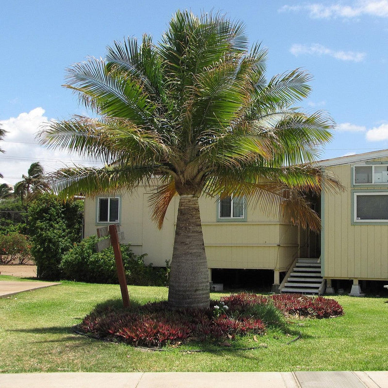 Ravenea rivularis ~ Majesty Palm