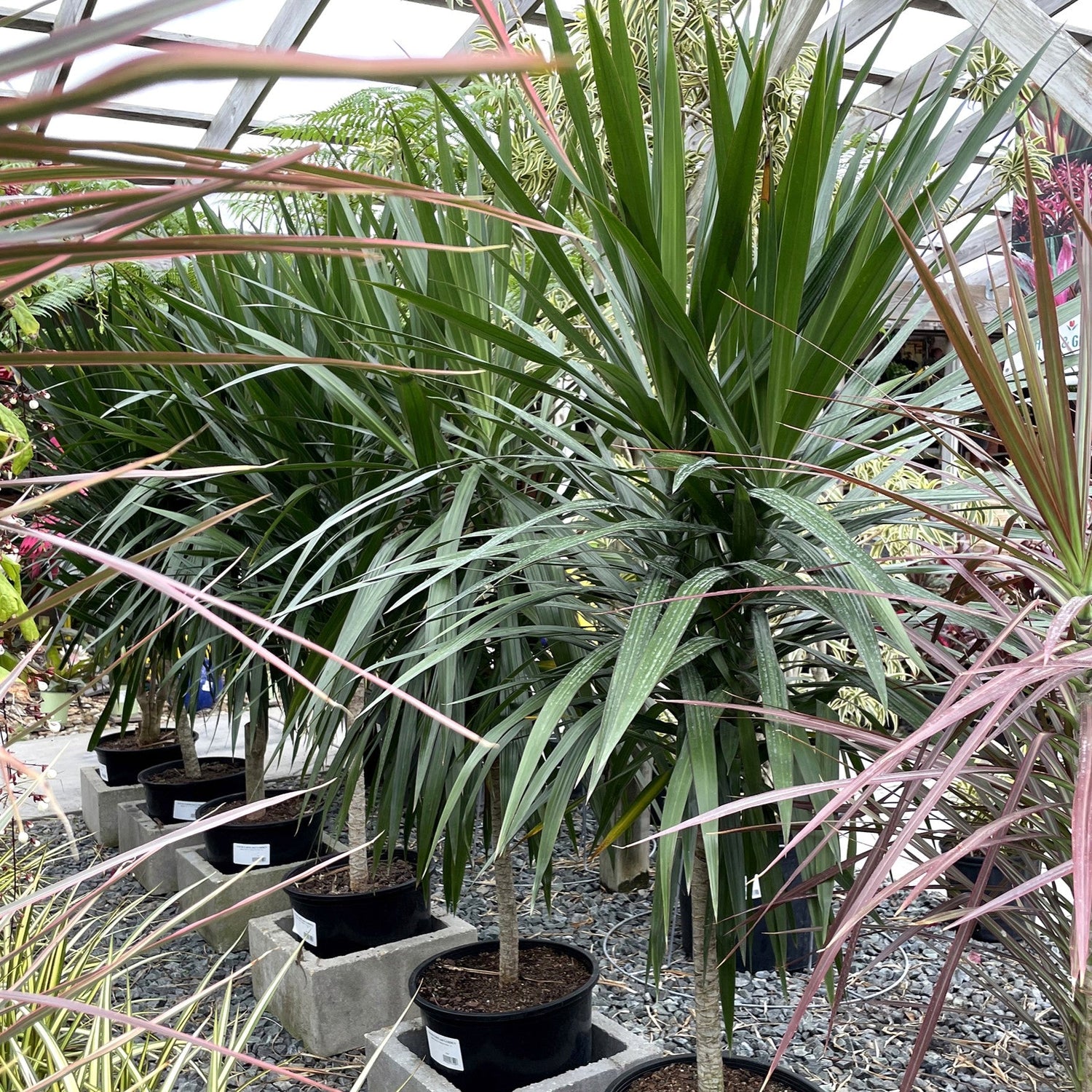 Dracaena marginata 'Tarzan' ~ Tarzan Dragon Tree