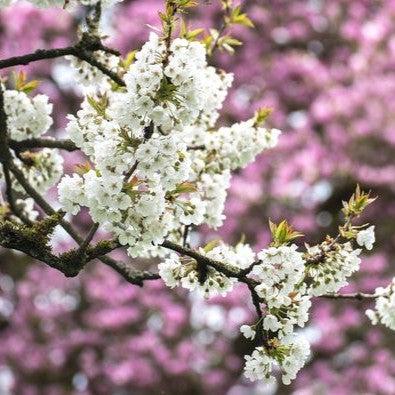 Prunus avium 'Black Tartarian' ~ Black Tartarian Sweet Cherry
