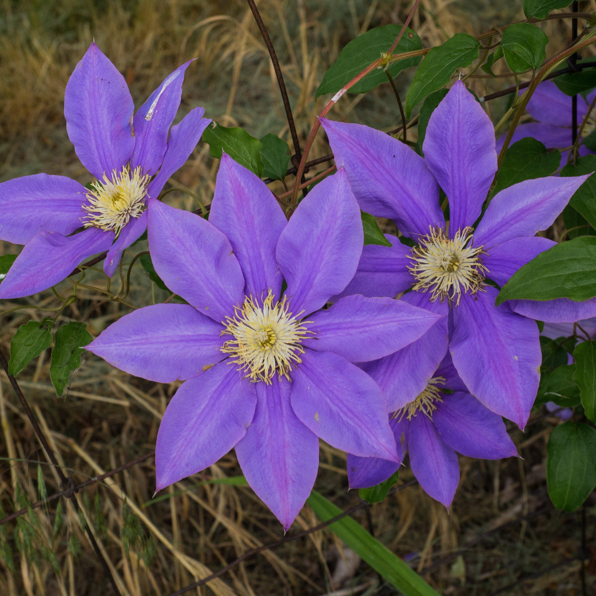 Clematis 'H.F. Young' ~ H.F. Young Clematis