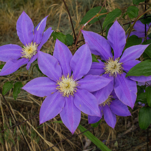 Clematis 'H.F. Young' ~ H.F. Young Clematis