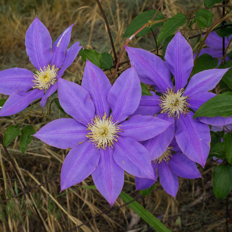 Clematis 'H.F. Young' ~ H.F. Young Clematis