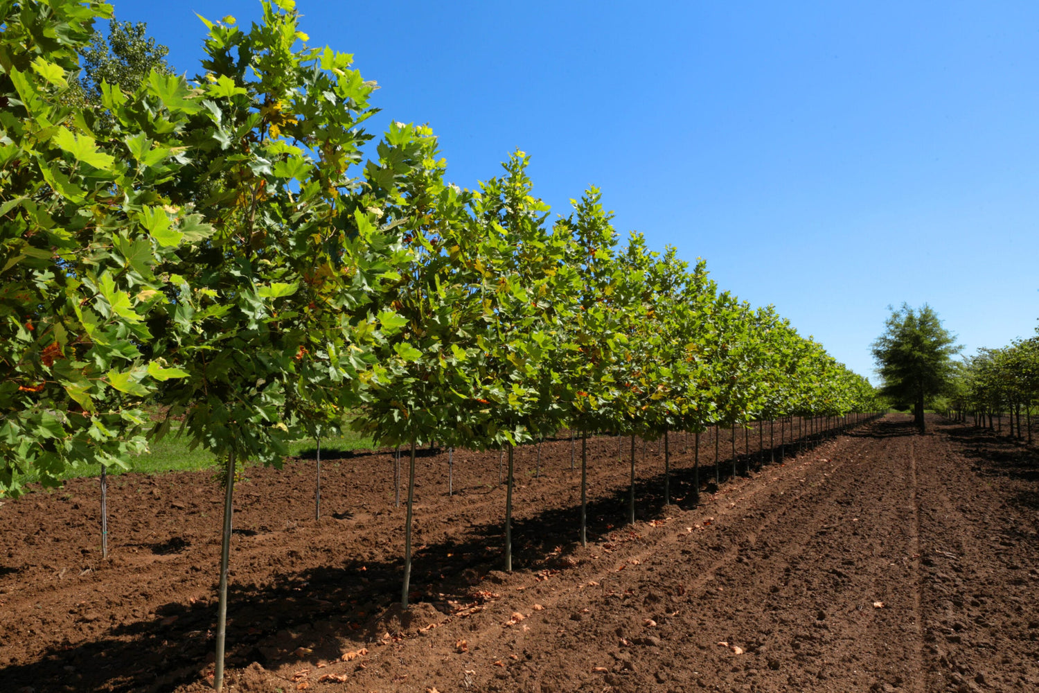 Image with text section