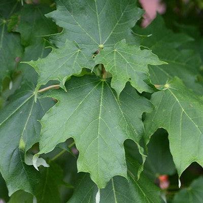 Acer saccharum 'Barrett Cole' ~ Apollo® Sugar Maple