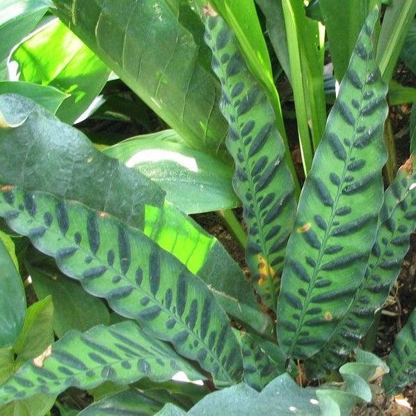 Calathea lancifolia ~ Rattlesnake Plant