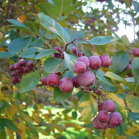 Crataegus crus-galli var. inermis ~ Thornless Cockspur Hawthorn