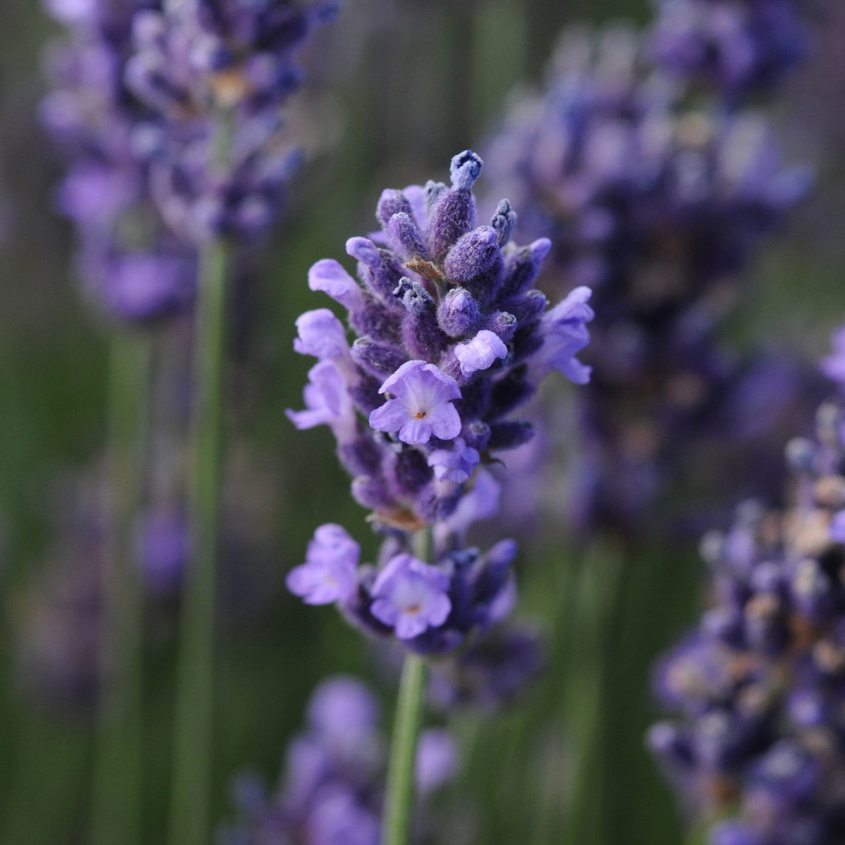 Lavandula angustifolia 'SuperBlue' ~ Super Blue English Lavender