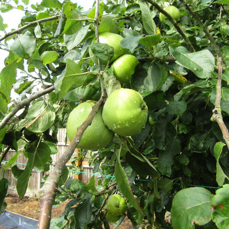 Malus domestica 'Granny Smith' ~ Granny Smith Apple