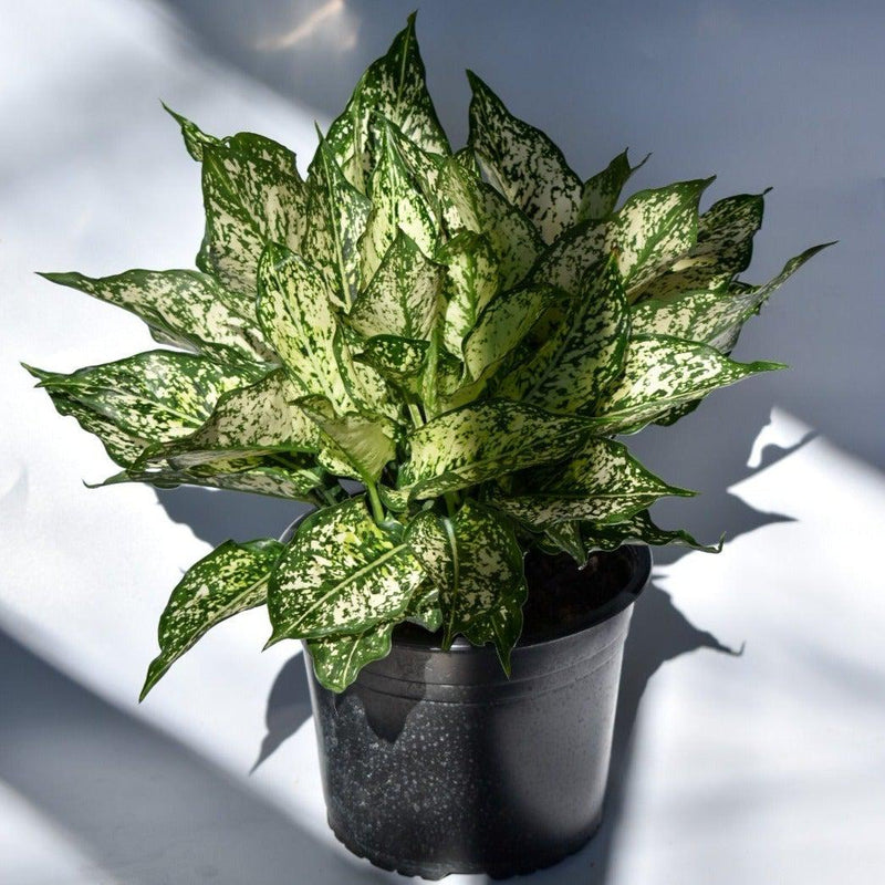 Aglaonema 'Spring Snow' ~ Spring Snow Chinese Evergreen