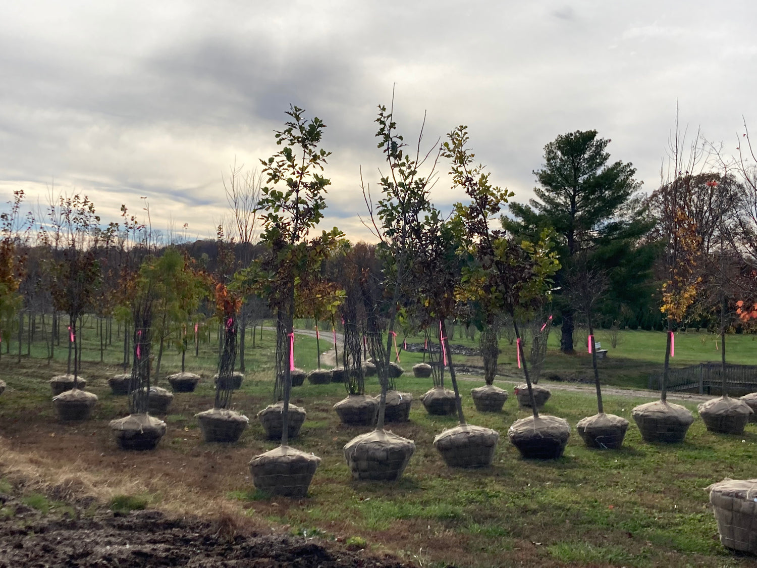 Image with text section