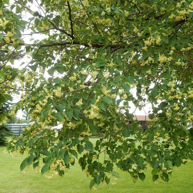 Tilia cordata 'PNI 6025' ~ Greenspire™ Linden