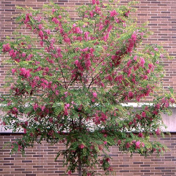 Robinia 'Purple Robe' ~ Purple Robe™ Locust