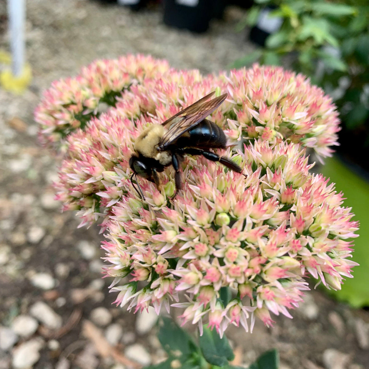 Sedum spectabile 'Autumn Joy' ~ Autumn Joy Stonecrop