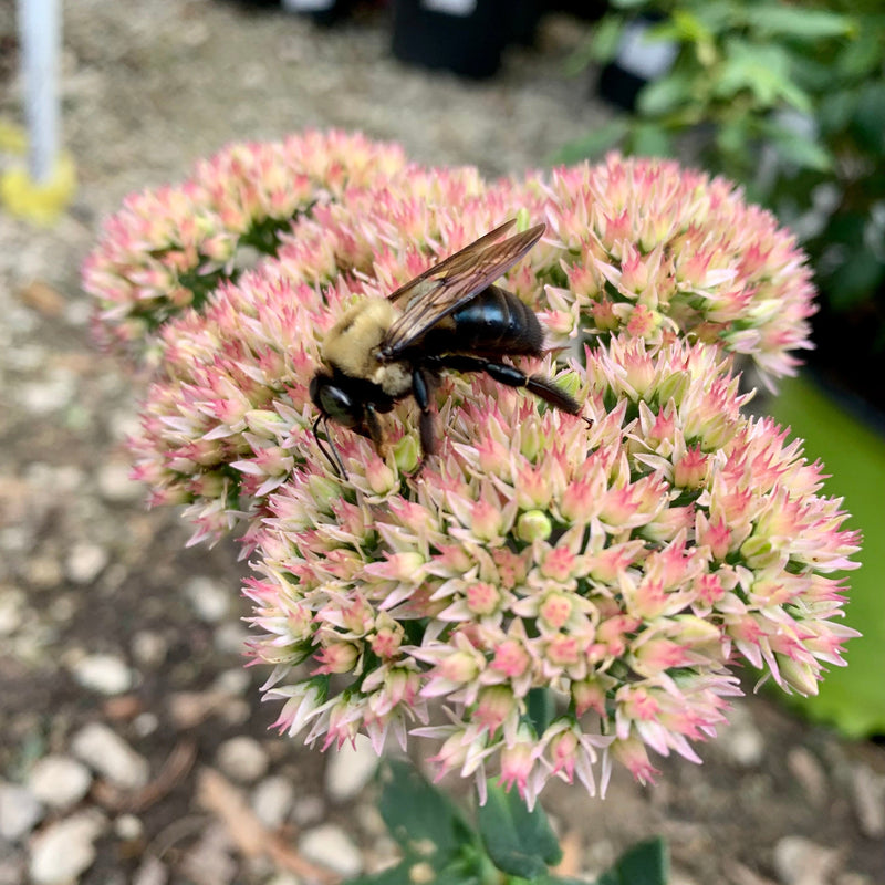 Sedum spectabile 'Autumn Joy' ~ Autumn Joy Stonecrop