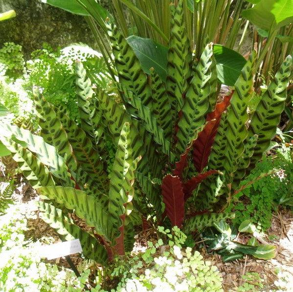 Calathea lancifolia ~ Rattlesnake Plant