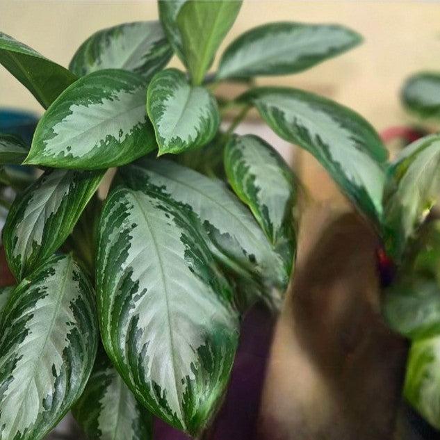 Aglaonema 'Silver Bay' ~ Silver Bay Chinese Evergreen