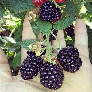 Rubus fruticosus 'Triple Crown' ~ Triple Crown Thornless Blackberry
