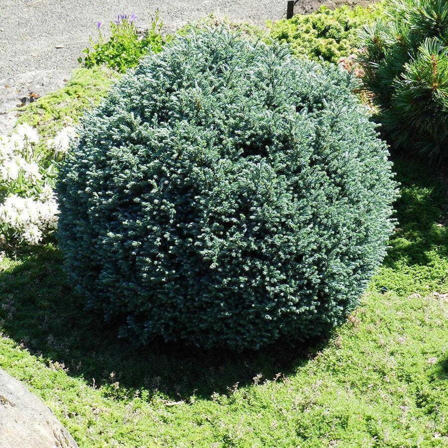 Chamaecyparis pisifera 'Blue Moon' ~ Blue Moon Sawara Cypress