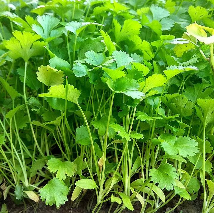 Coriandrum sativum ~ Cilantro, Coriander