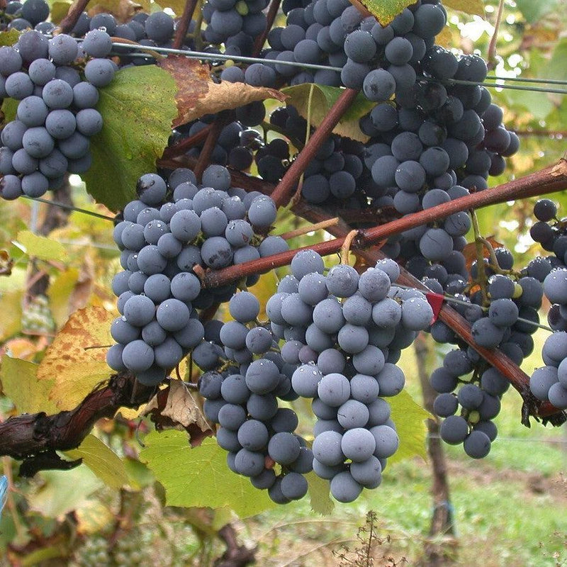 Vitis 'Concord' ~ Concord Seedless Grapes