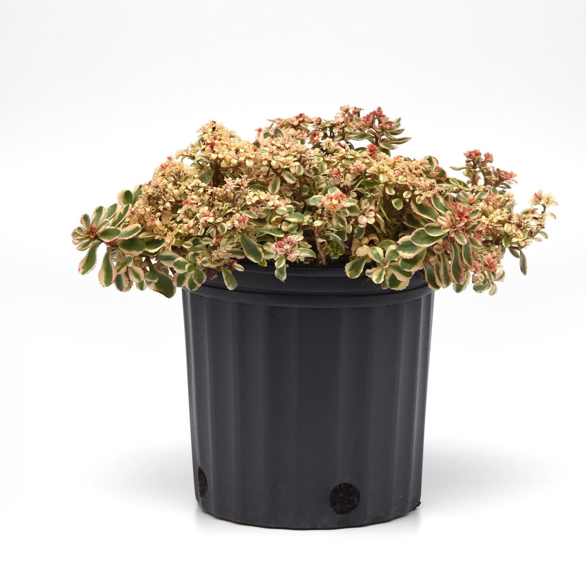 Sedum spurium 'Spiraling Doozie' ~ Spiraling Doozie Stonecrop