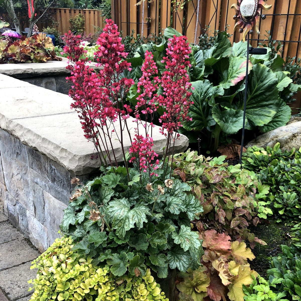 Heuchera 'Paris' ~ Paris Heuchera