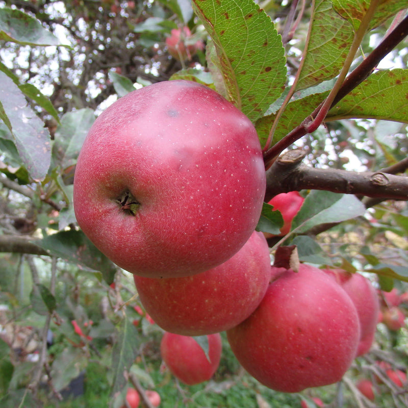 Malus domestica 'Red Delicious' ~ Red Delicious Apple