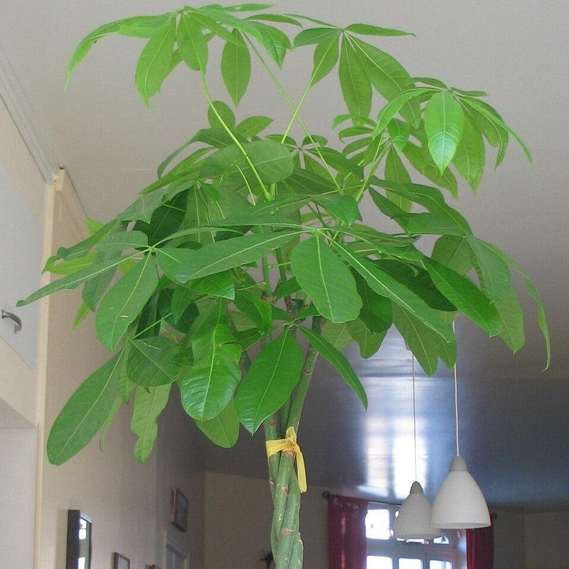 Pachira aquatica ~ Money Tree