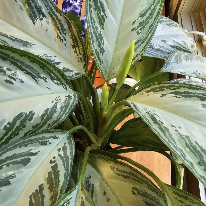 Aglaonema 'Silver Bay' ~ Silver Bay Chinese Evergreen