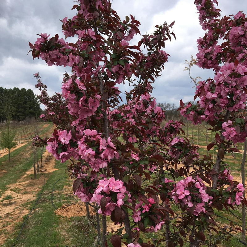 Malus x 'Cardinal' ~ Cardinal Flowering Crabapple