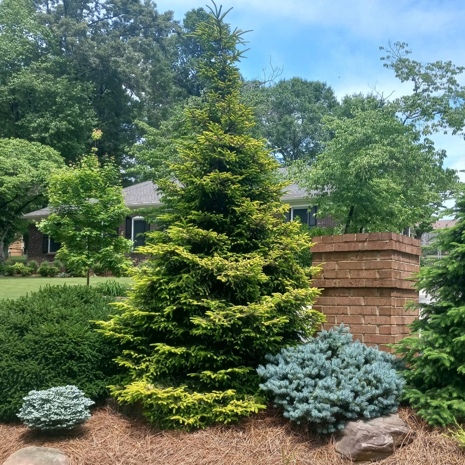 Picea orientalis 'Firefly' ~ Firefly Oriental Spruce