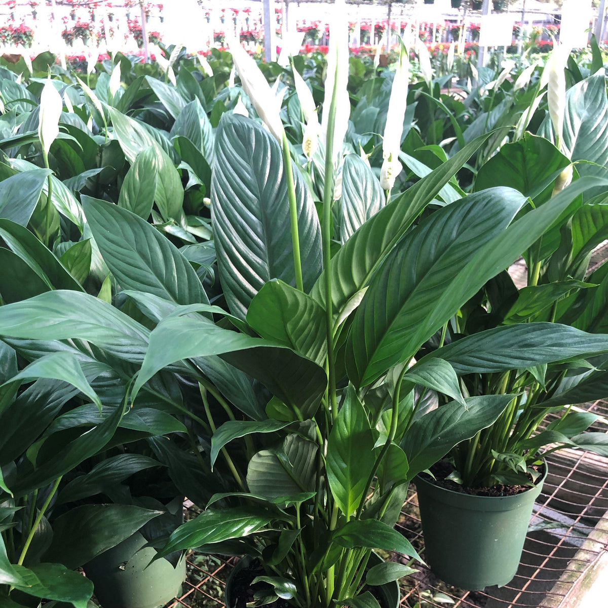 Spathiphyllum ~ Peace Lily