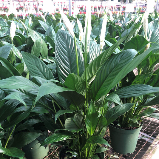 Spathiphyllum ~ Peace Lily