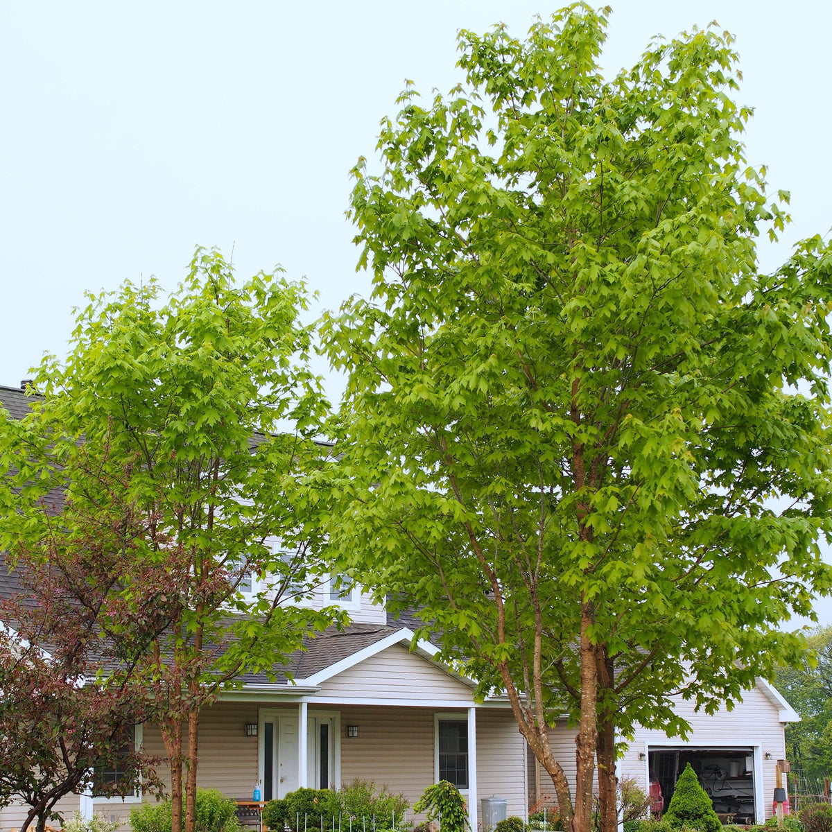 Acer saccharum 'Bailsta' ~ Fall Fiesta® Sugar Maple