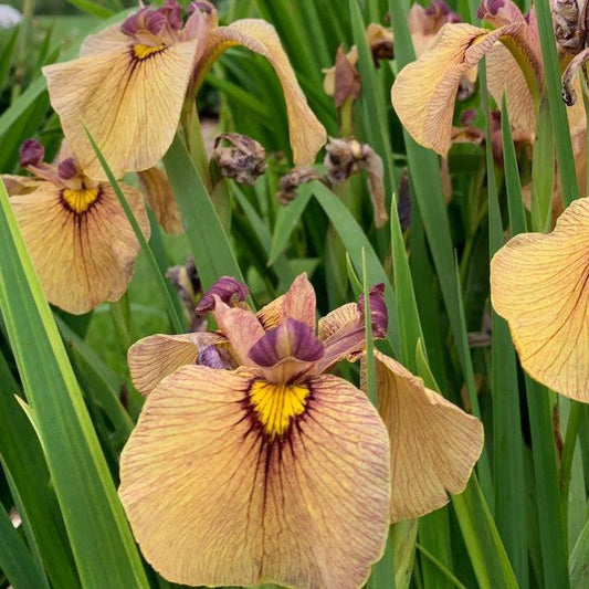 Iris pseudata 'Yarai' ~ Yarai Pseudata Iris