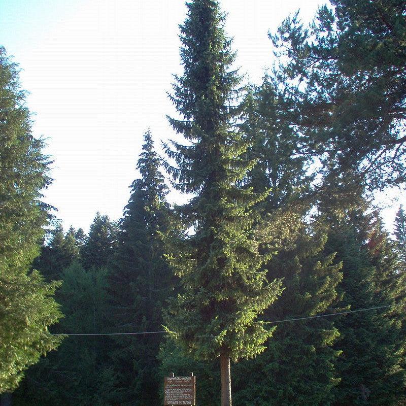 Picea omorika ~ Serbian Spruce