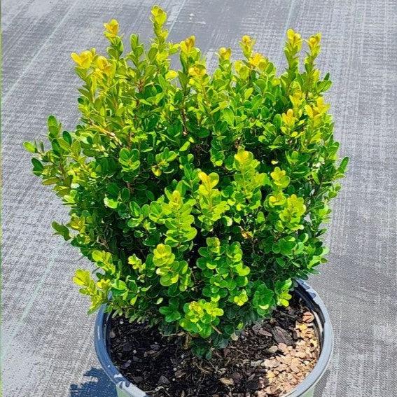 Buxus ‘SB300’ PP32421 ~ NewGen™ Freedom® Boxwood