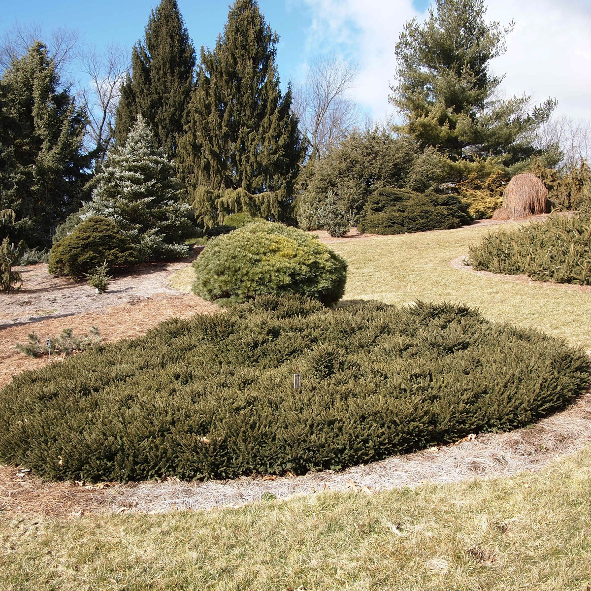 Picea glauca 'Pumila' ~ Dwarf Norway Spruce